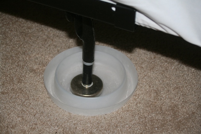 Bed bugs wereldwijd